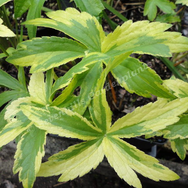 astrantia major sunningdale variegated - sevenhills vaste planten_000