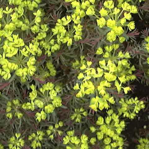 euphorbia cyp. claridge howard - sevenhills vaste planten_000