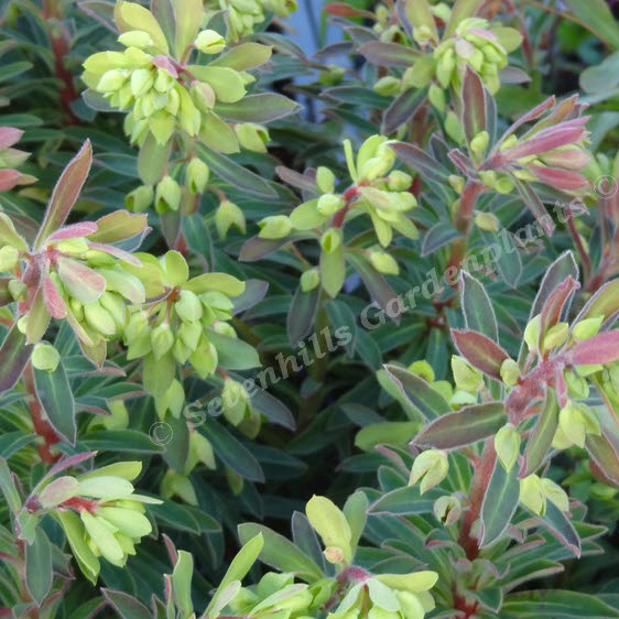 euphorbia martinii kolibri - sevenhills vaste planten_000