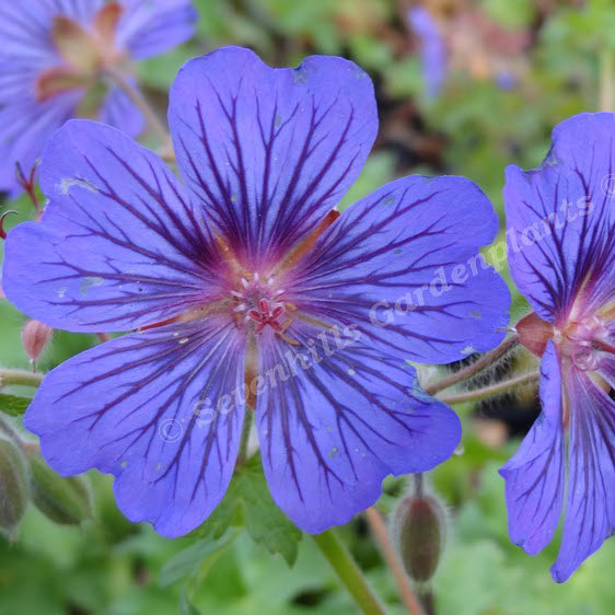 geranium sirbani blue - sevenhills vaste planten_000