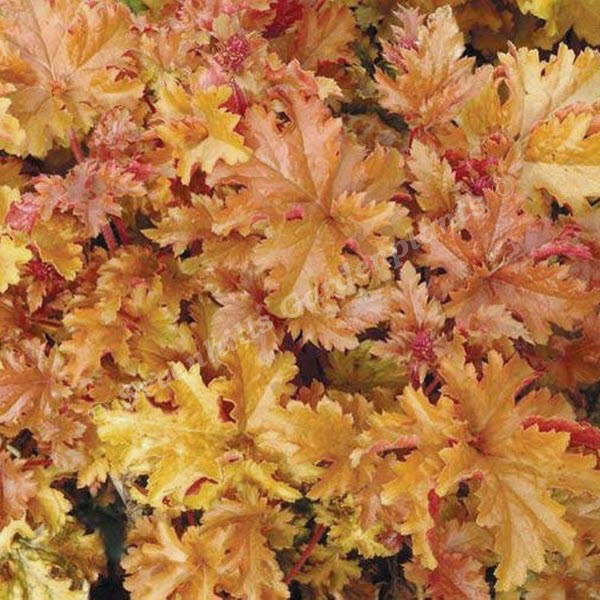 heuchera amber waves - sevenhills vaste planten kwekerij_000
