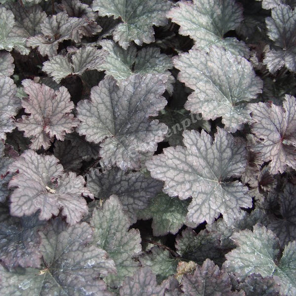 heuchera frosted violet - sevenhills vaste planten kwekerij_000