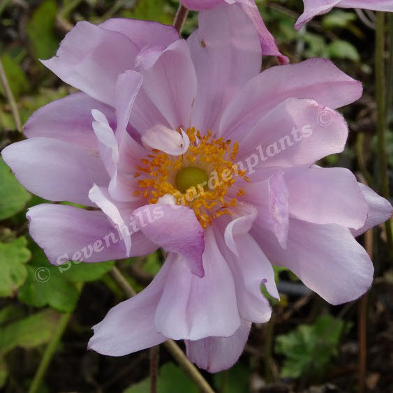 anemone koningin charlotte - sevenhills_000