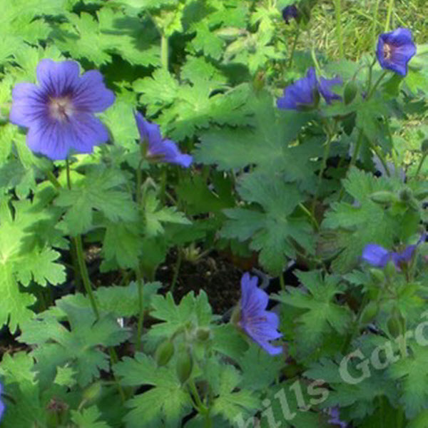 geranium blue blood - sevenhills vaste planten kwekerij_000