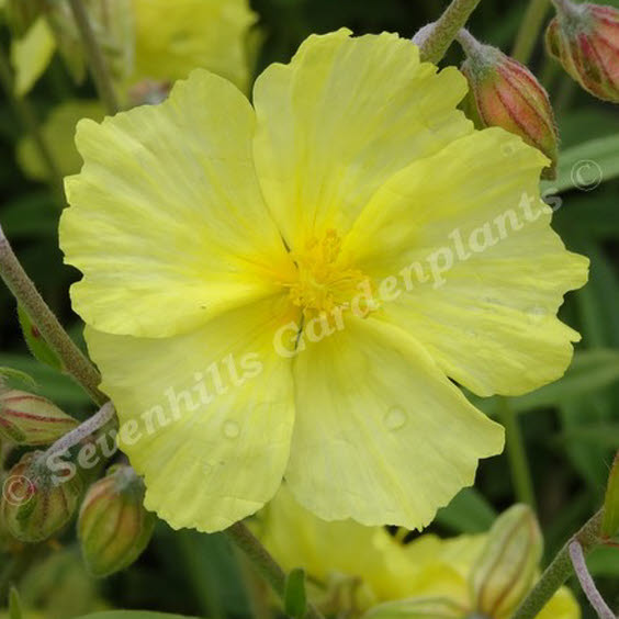 helianthemum wisley primrose_000