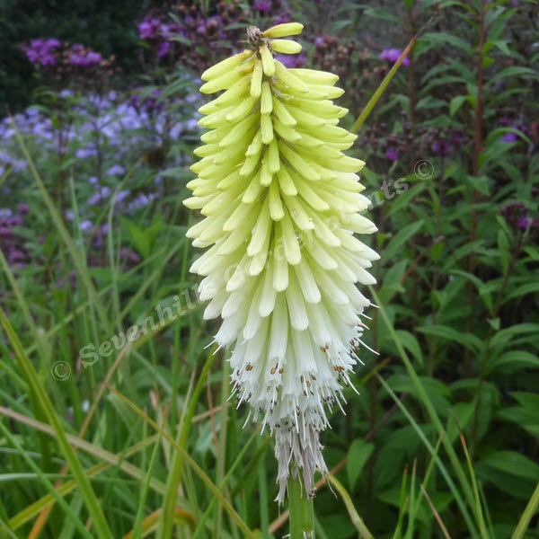 kniphofia ice queen - sevenhills_000