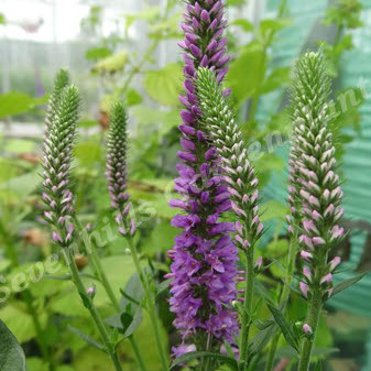 veronica longifolia purpleicious_000