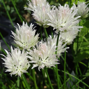 allium schoenoprasum corsican white_000
