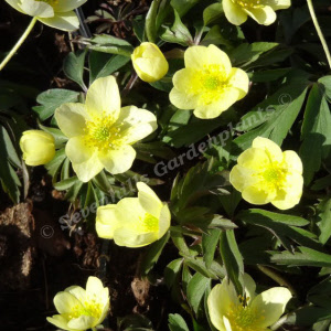 anemone lipsiensis - sevenhills vaste planten_000