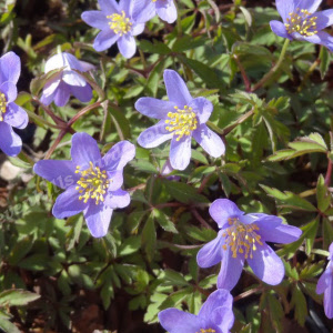 anemone nemerosa royal blue - sevenhills vaste planten_000