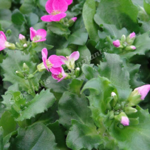 arabis caucasica pinkii - sevenhills vaste planten_000
