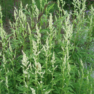 artemisia lactiflora - sevenhills vaste planten_001