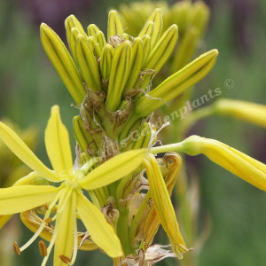 asphodeline lutea - sevenhills vaste planten_000