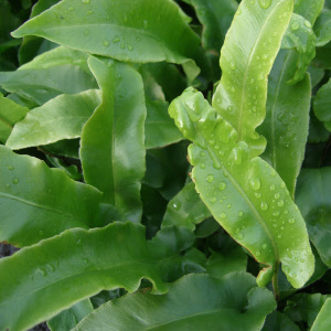 asplenium scolopendrium - tongvaren