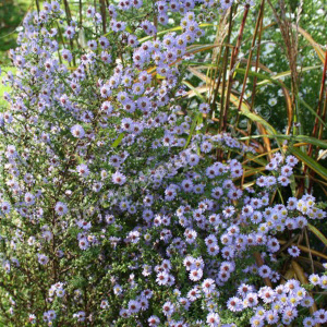 aster ericoides blue star1 - sevenhills vaste planten_000