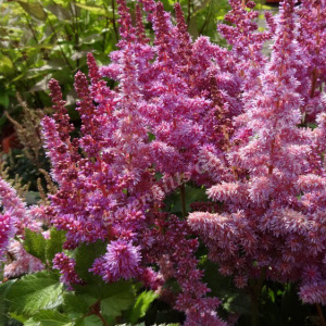 astilbe chinensis visions 1_000