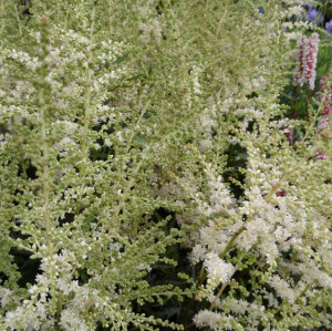 astilbe simplicifolia snowsprite