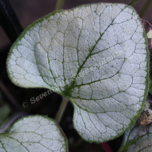 brunnera marcophylla looking glass - sevenhills vaste planten_000
