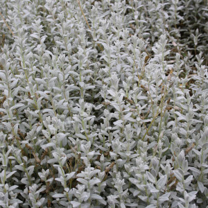 cerastium tomentosum - sevenhills vaste planten_000