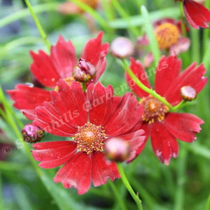 coreopsis limerick ruby - sevenhills vaste planten_000