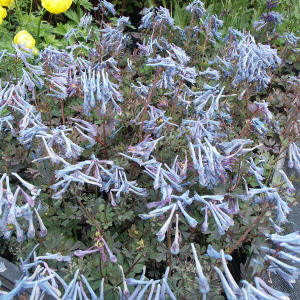 corydalis flexuosa - sevenhills vaste planten_000