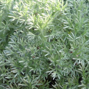 cotula hispida - sevenhills vaste planten_000