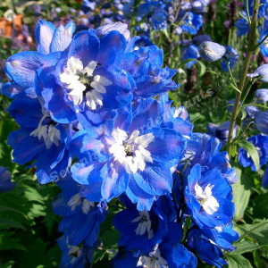 delphinium pg blue bird - sevenhills vaste planten_000