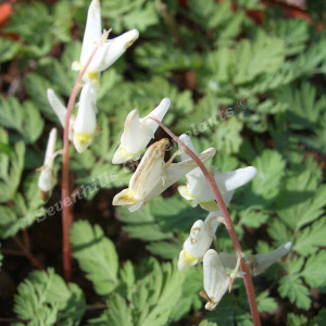 dicentra cucullaria - sevenhills vaste planten_000