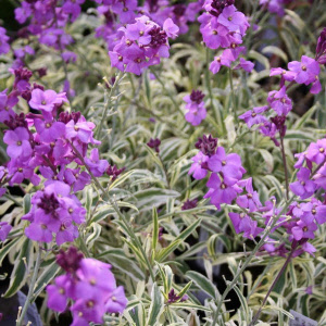erysimum lin. variegatum purple  - sevenhills vaste planten_000