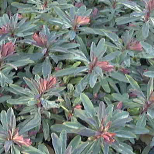 euohorbia amyg. purpurea - sevenhills vaste planten_000
