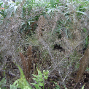 foeniculum vulgare purpureum - sevenhills vaste planten_000