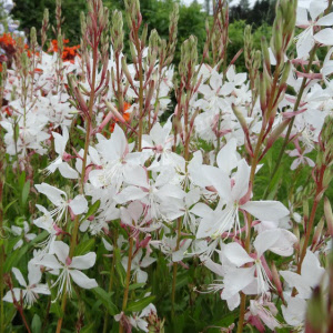 gaura lindheimerii white dove sevenhills vaste planten