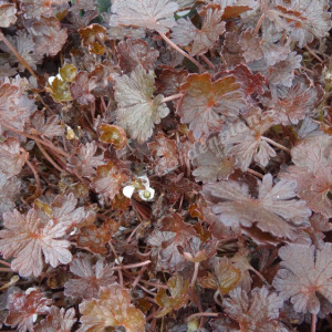geranium sess. nigricans - sevenhills vaste planten_000