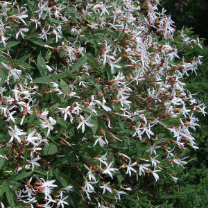 gillenia trifoliata - sevenhills vaste planten_000
