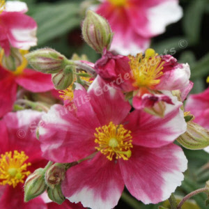 helianthemum raspberry ripple - sevenhills vaste planten_000