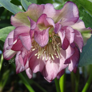 helleborus orietalis double ellen - sevenhills vaste planten_000