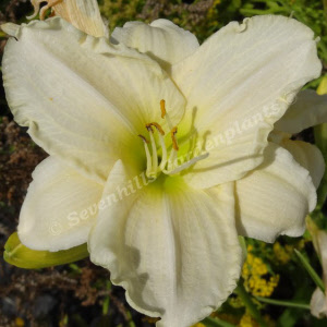 hemerocallis white temptation - sevenhills vaste planten_000