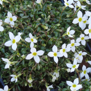 houstonia caerulea alba - sevenhills vaste planten_000