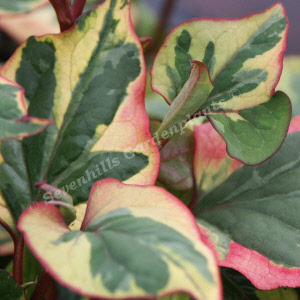 houttuynia cordata chameleon - sevenhills vaste planten_000