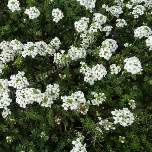 hutchinsia alpina - sevenhills vaste planten_000