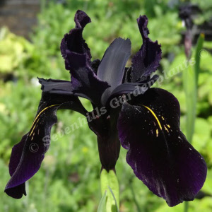 iris chrysographes black form_000