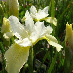 iris siberica butter and sugar_000