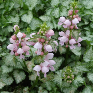 lamium maculatum pink pewter - sevenhills vaste planten_000