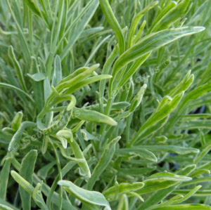 lavandula angustifolia goldburg sevenhills vaste planten
