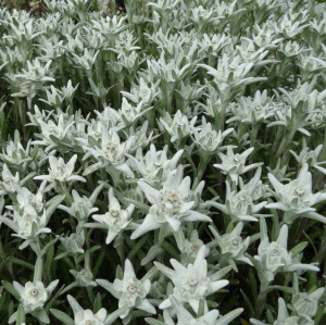 leontopodium alpinum matterhorn - sevenhills vaste planten_000
