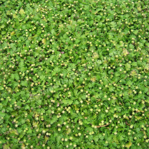 leptinella dioica minor - sevenhills vaste planten_000