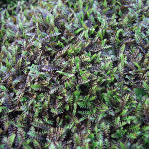 leptinella potentillina platt's black - sevenhills vaste planten_000