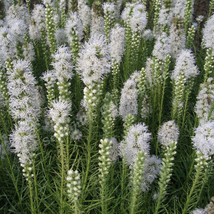 liatris spicata alba - sevenhills vaste planten_000