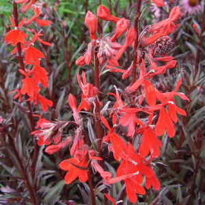 lobelia cardinalis queen victoria - sevenhills vaste planten_000