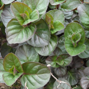 mentha spicata zitronenminze - sevenhills vaste planten_000